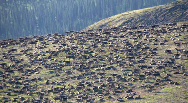 Picture 1 of 300,000 reindeer gathered to avoid flies and mosquitoes
