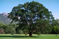 32 species of terrestrial plants are the most dangerous images 1