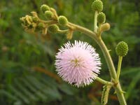32 species of terrestrial plants are the most dangerous images 10