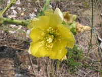 32 species of terrestrial plants are the most dangerous images 11