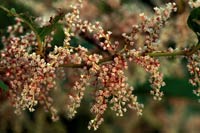32 species of terrestrial plants are the most dangerous images 12