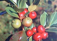 32 species of terrestrial plants are the most dangerous images 13