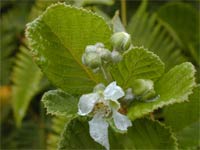 32 species of terrestrial plants are the most dangerous images 14
