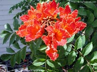 32 species of terrestrial plants are the most dangerous images 15