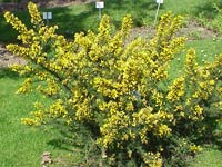 32 species of terrestrial plants are the most dangerous images 16
