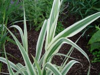 32 species of terrestrial plants are the most dangerous images 2