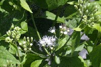 32 species of terrestrial plants are the most dangerous images 3