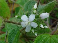 32 species of terrestrial plants are the most dangerous images 4