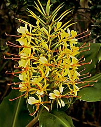 32 species of terrestrial plants are the most dangerous images 5
