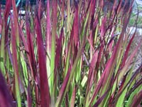 32 species of terrestrial plants are the most dangerous images 6