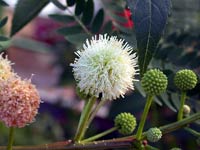 32 species of terrestrial plants are the most dangerous images 7