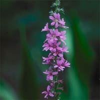 32 species of terrestrial plants are the most dangerous images 8