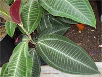32 species of terrestrial plants are the most dangerous images 9