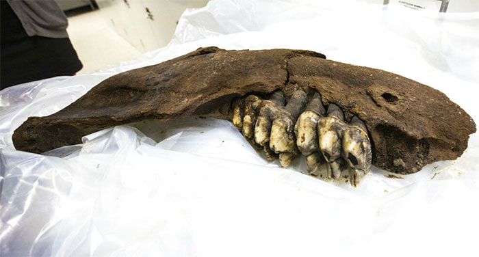 Picture 1 of 34,000-year-old mastodon jaw bone detection in the United States