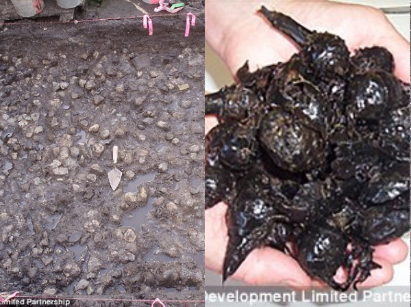 3800 year old potato garden excavation images 1