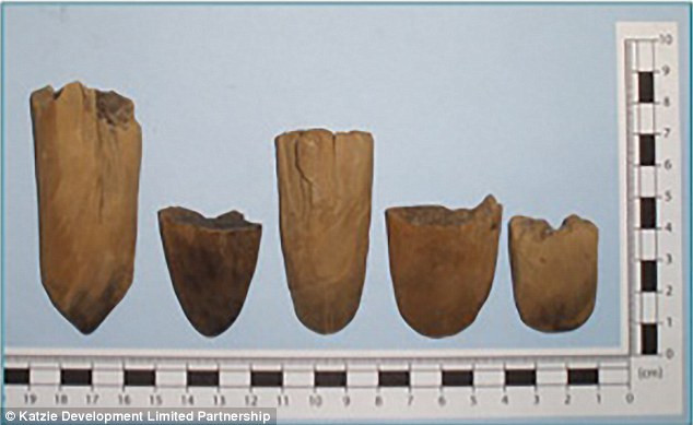 3800 year old potato garden excavation images 4
