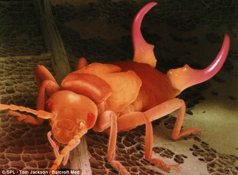 Picture 7 of 3D image of 'tiny monsters'