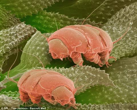 Picture 8 of 3D image of 'tiny monsters'