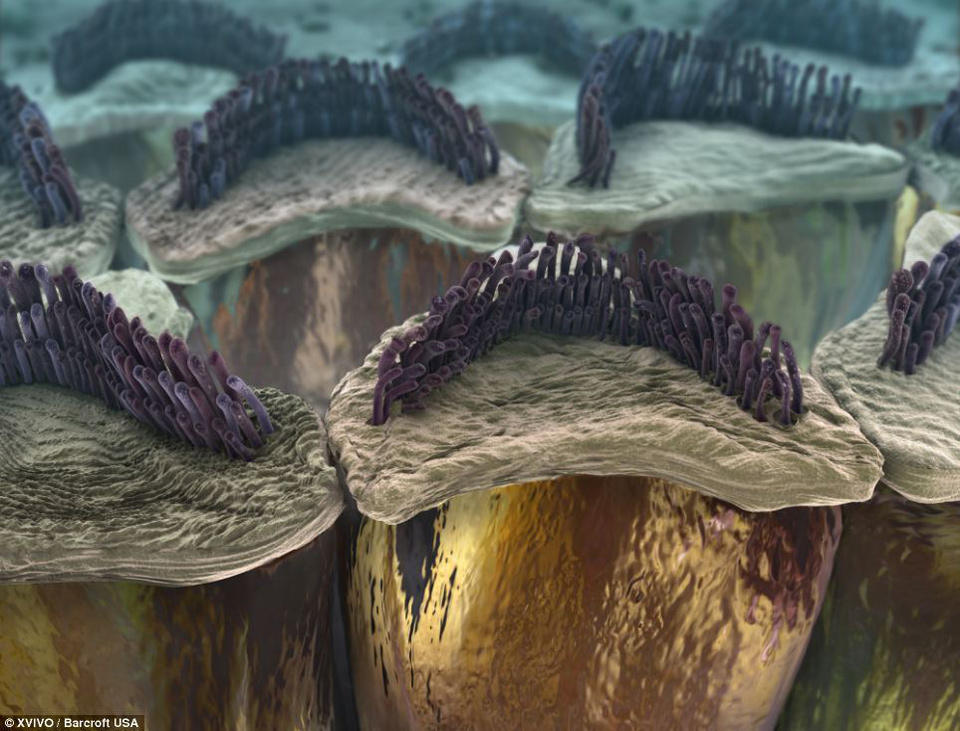 Picture 4 of 3D painting is brilliant inside the human body