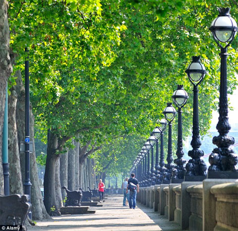 Picture 1 of 3D photo viewing of green trees improves mood