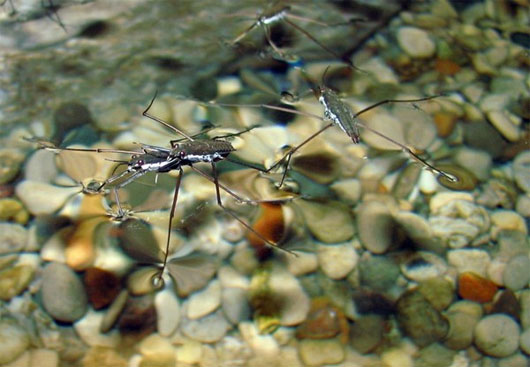 Picture 4 of 4 animals can go on extreme water