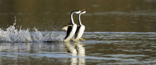 Picture 5 of 4 animals can go on extreme water