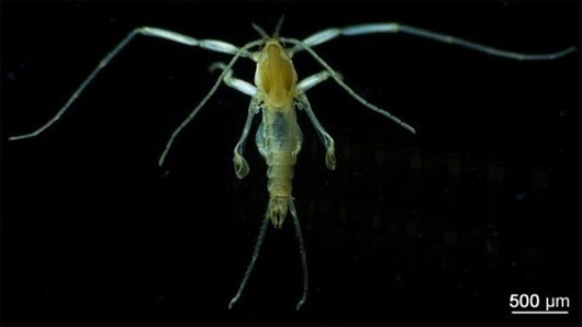 Picture 6 of 4 animals can go on extreme water