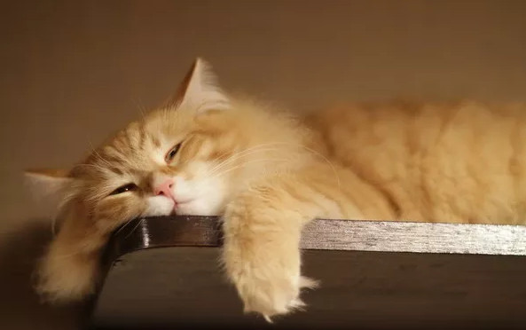 Picture 1 of 4 arguments for lazy people have been proved by science