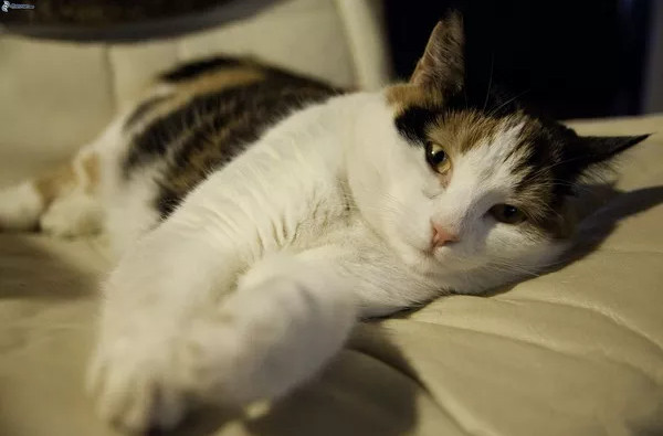 Picture 2 of 4 arguments for lazy people have been proved by science