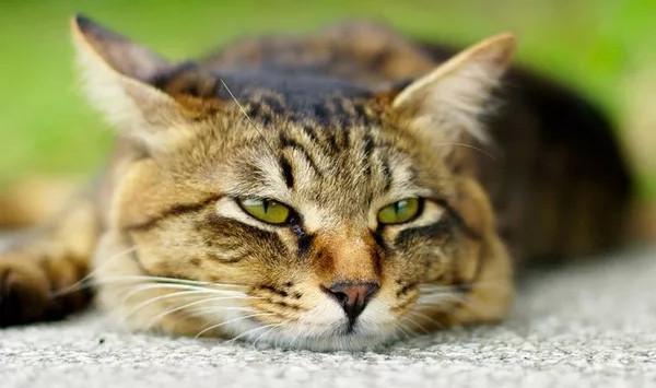 Picture 3 of 4 arguments for lazy people have been proved by science