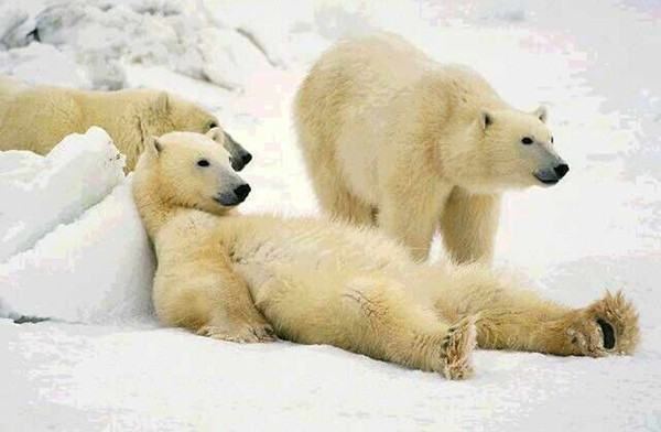 Picture 4 of 4 arguments for lazy people have been proved by science
