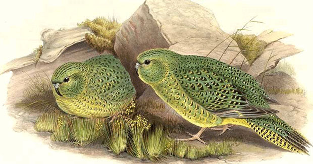 Picture 1 of 4 creatures can return from the dead in the joy of science