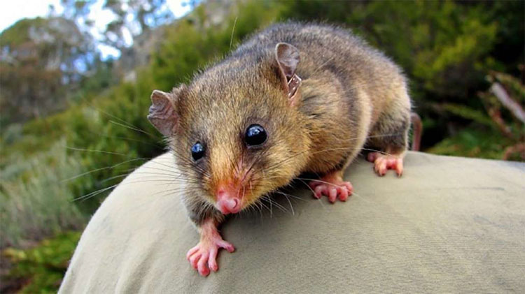 Picture 3 of 4 creatures can return from the dead in the joy of science