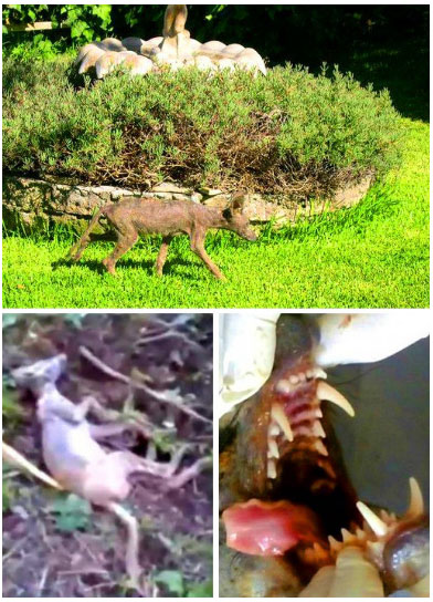 Picture 3 of 4 fictional creatures, but doubt it is 100% real
