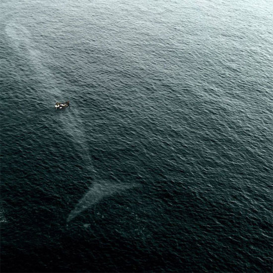 Picture 4 of 4 fictional creatures, but doubt it is 100% real