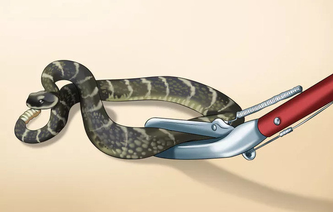 Picture 9 of 4 folk tips that make snakes will not dare to get close to your home