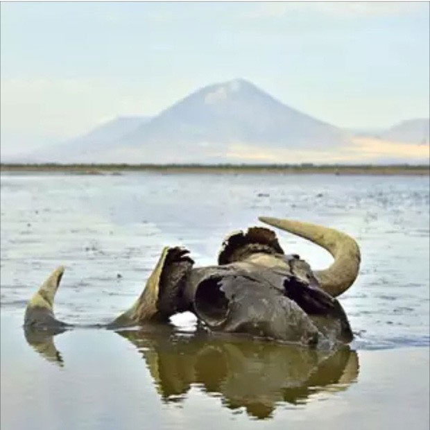 lake natron deaths