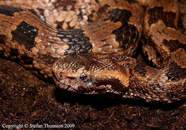 Picture 5 of 4 most poisonous snakes found in Fansipan