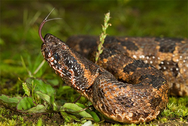 Picture 6 of 4 most poisonous snakes found in Fansipan