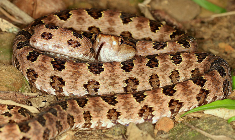 Picture 7 of 4 most poisonous snakes found in Fansipan