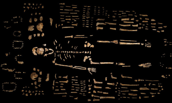 Picture 4 of 4 questions about new human relatives