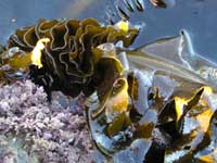 Picture 4 of 4 species of the most dangerous invasive aquatic plants in the world