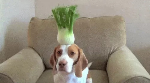Picture 1 of 4 things will definitely happen to your body if you don't eat vegetables anymore