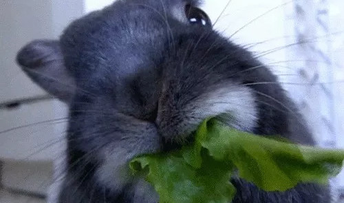 Picture 3 of 4 things will definitely happen to your body if you don't eat vegetables anymore