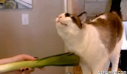 Picture 5 of 4 things will definitely happen to your body if you don't eat vegetables anymore