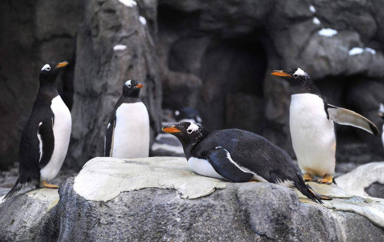 Picture 1 of -40 degrees C, Canada is so cold that penguins have to