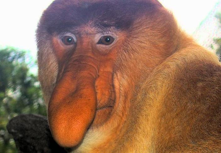 Picture 3 of 40 interesting facts about monkeys that you don't know yet