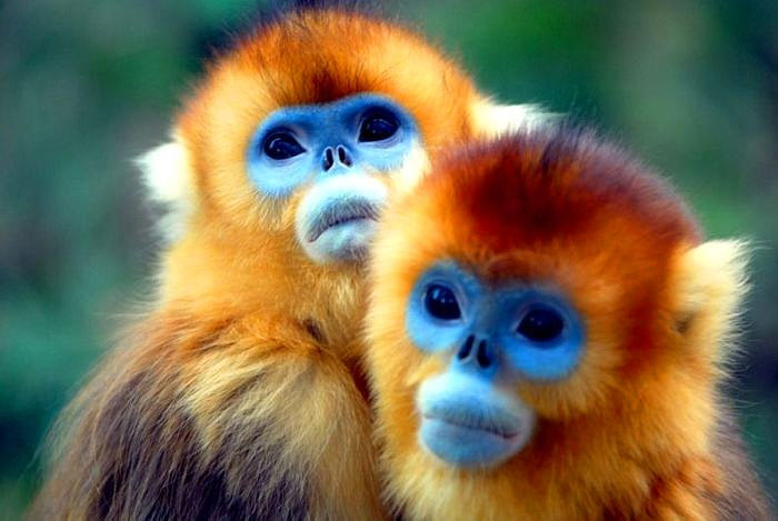 Picture 4 of 40 interesting facts about monkeys that you don't know yet