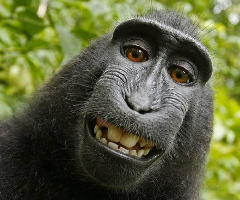 40-interesting-facts-about-monkeys-that-you-don-t-know-yet