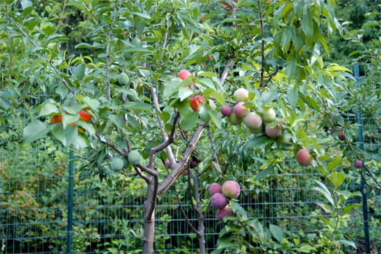 Picture 1 of 40 kinds of fruits on the same tree